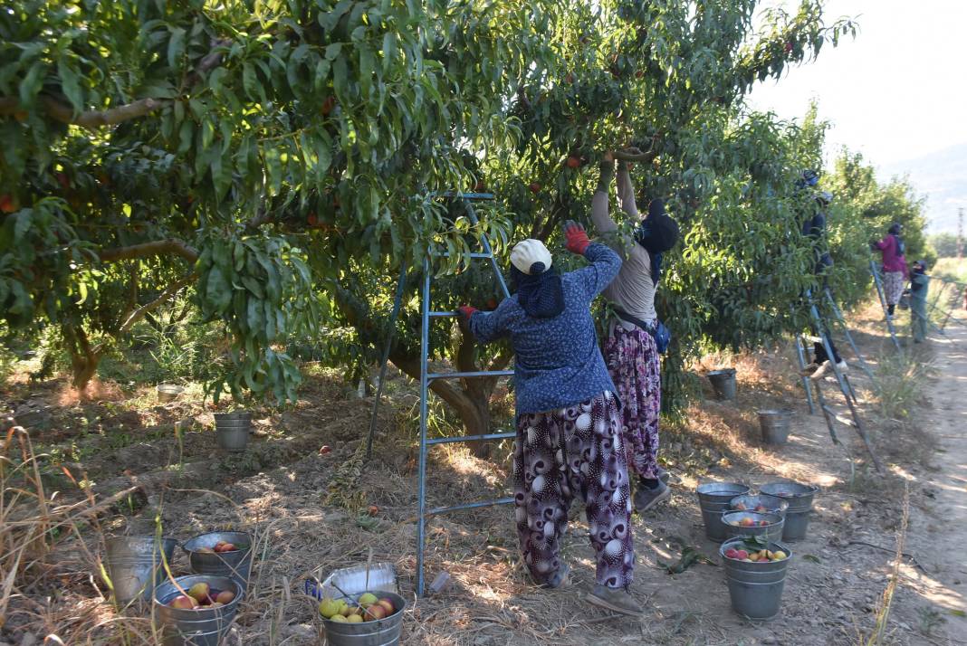 Şeftali üreticisi paraya para demedi! Ruslar çok sevdi milyonlar aktı 1